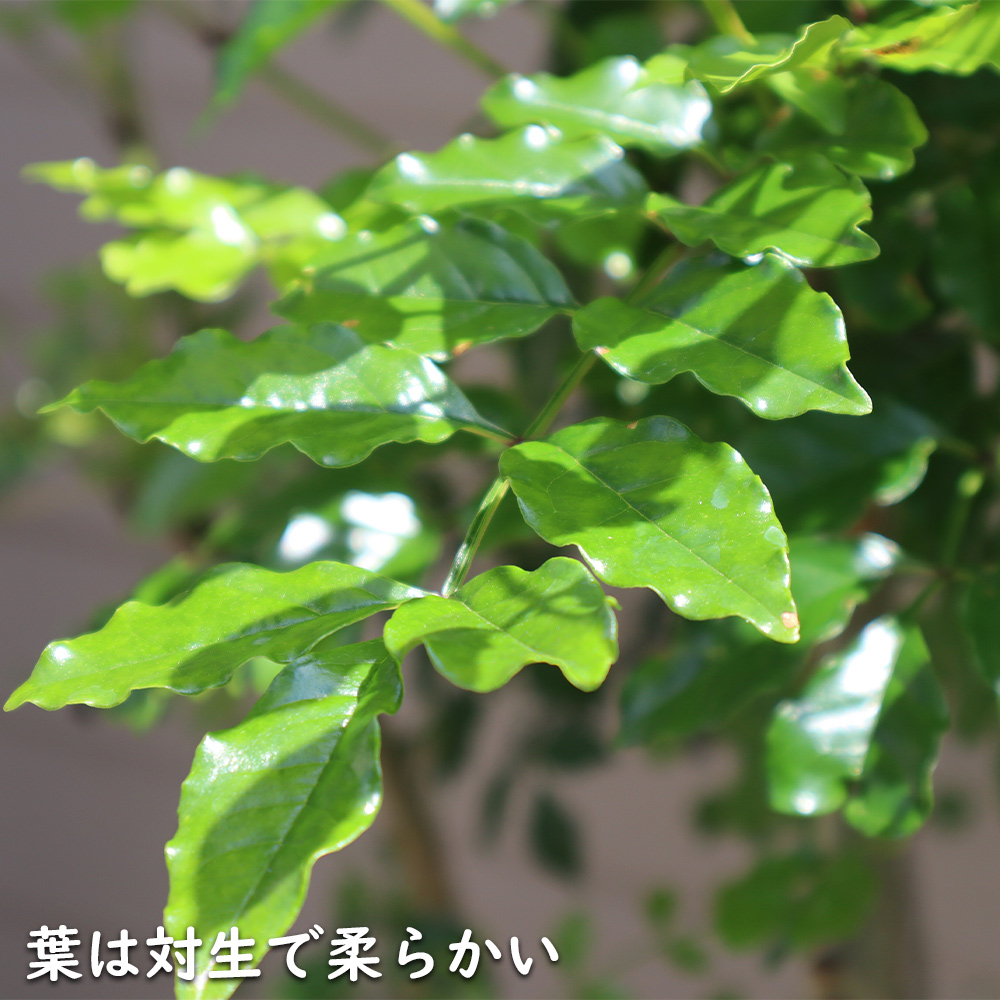 シマトネリコ 単木 2m 露地 2本 苗木 花、ガーデニング 苗木、植木 常緑樹 シマトネリコ 単木 2m 露地 2本 苗木 花、ガーデニング 苗木、植木 常緑樹