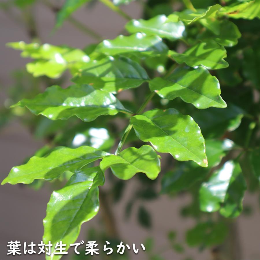 シマトネリコ 単木 0.2m 10.5cmポット 苗｜green-netbox｜04