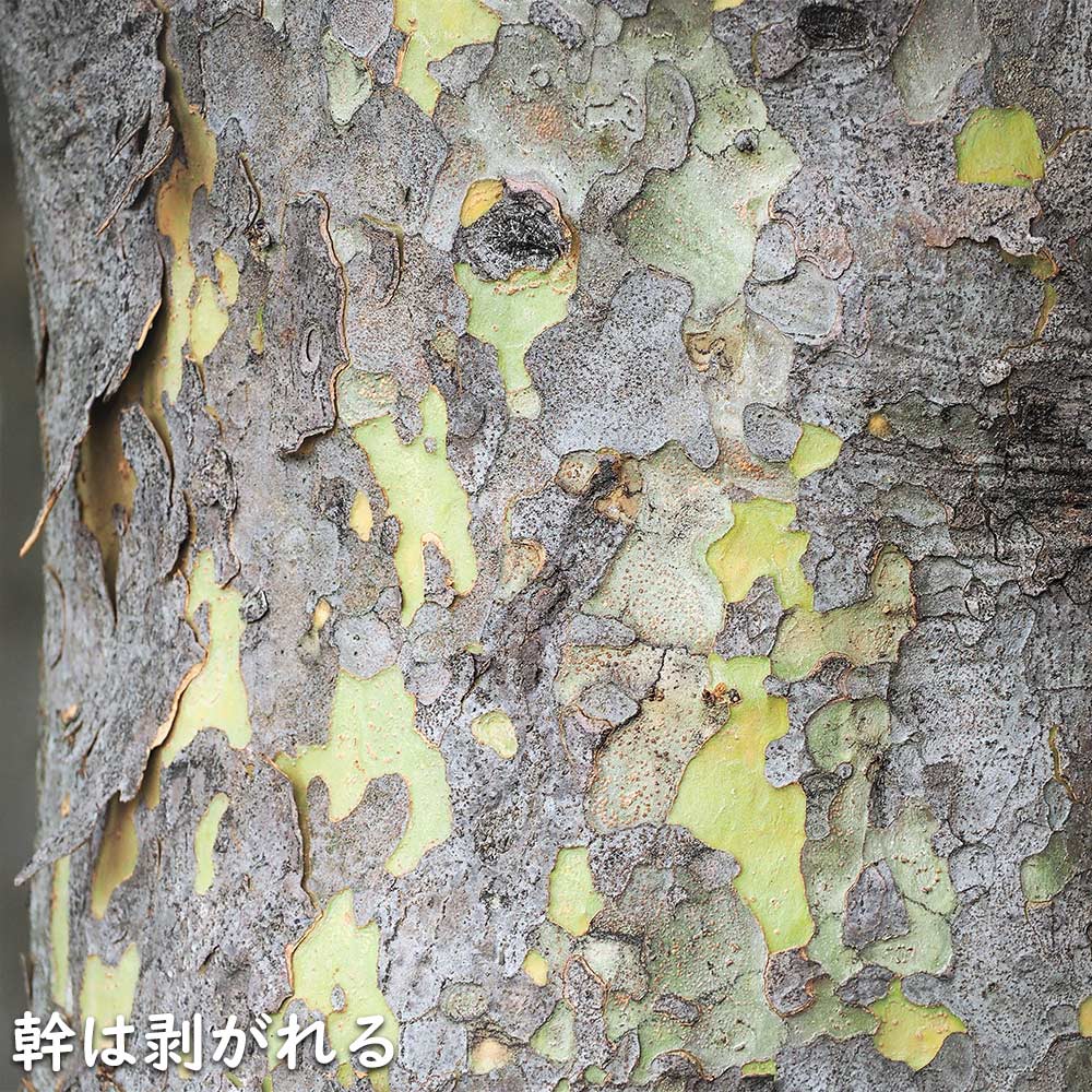 シマトネリコ 単木 2m 露地 2本 苗木 花、ガーデニング 苗木、植木 常緑樹 シマトネリコ 単木 2m 露地 2本 苗木 花、ガーデニング 苗木、植木 常緑樹