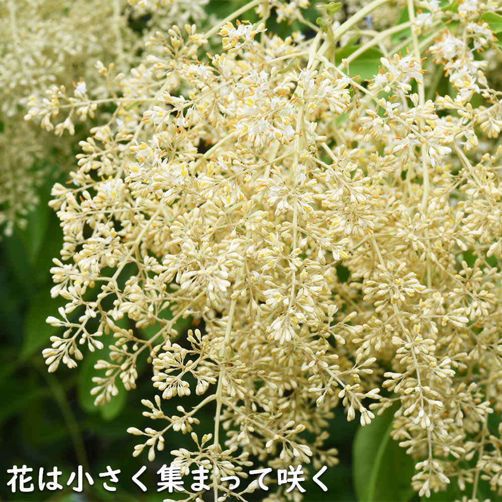 シマトネリコ 単木 2m 露地 2本 苗木 花、ガーデニング 苗木、植木 常緑樹 シマトネリコ 単木 2m 露地 2本 苗木 花、ガーデニング 苗木、植木 常緑樹