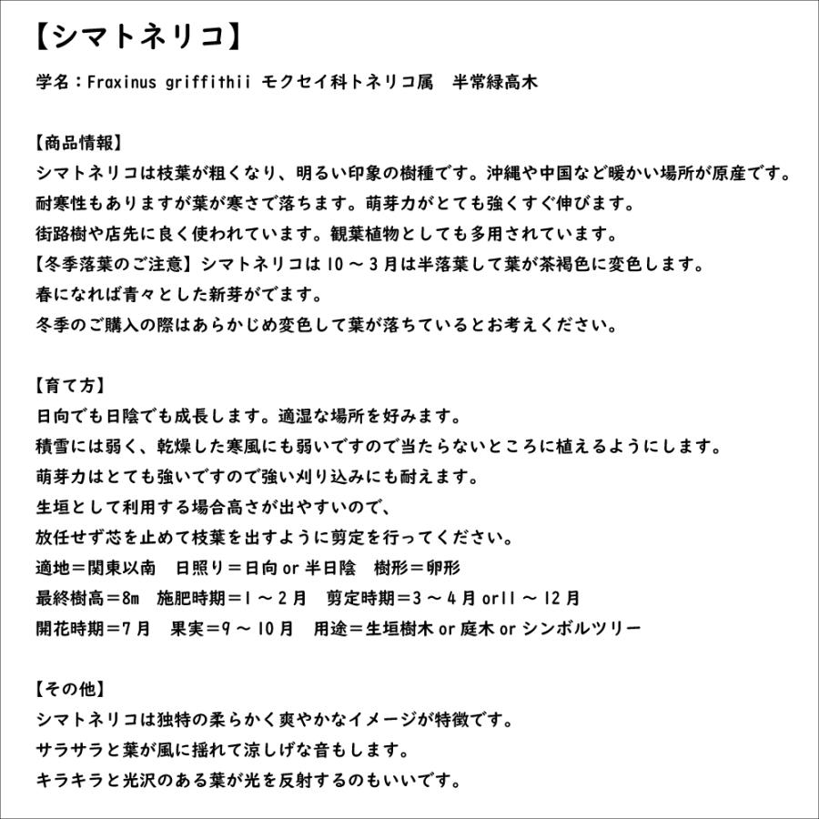 シマトネリコ 単木 0.2m 10.5cmポット 苗｜green-netbox｜08