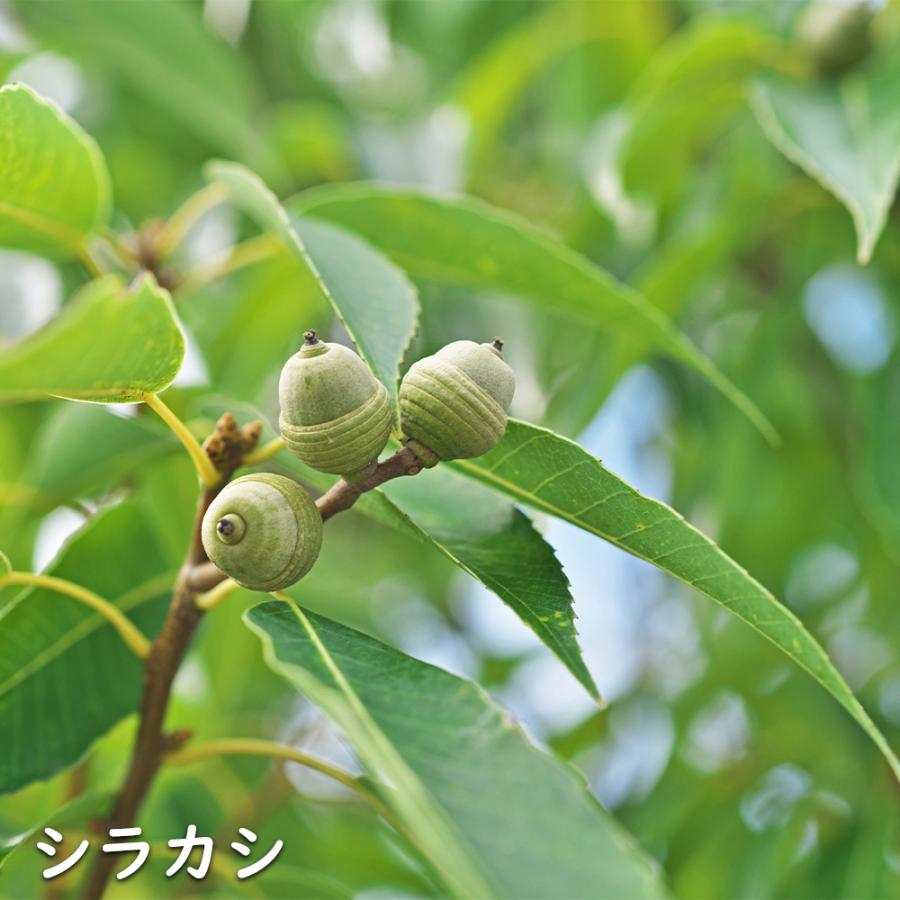 シラカシ 単木 1.7m 露地 2本×2 苗木 花、ガーデニング 苗木、植木 常緑樹 シラカシ 単木 1.7m 露地 2本×2 苗木 花、ガーデニング 苗木、植木 常緑樹