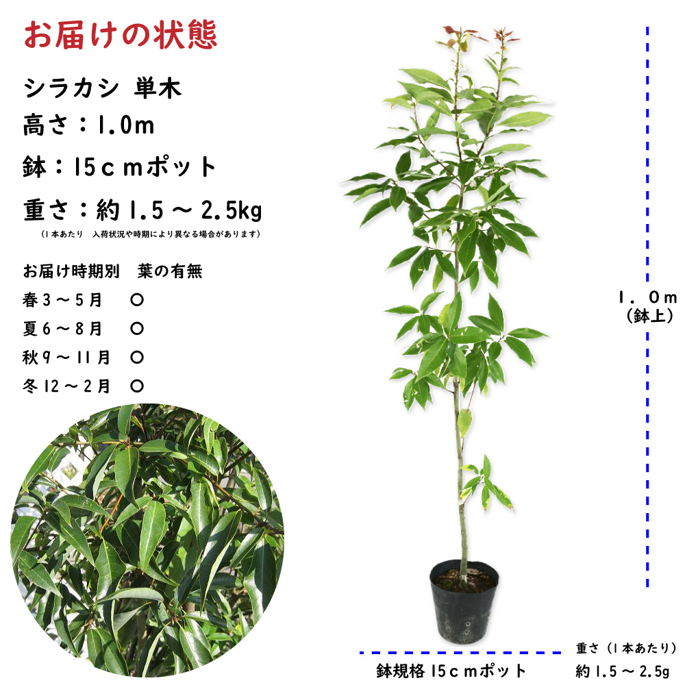 シラカシ 単木 1m 15cmポット 苗