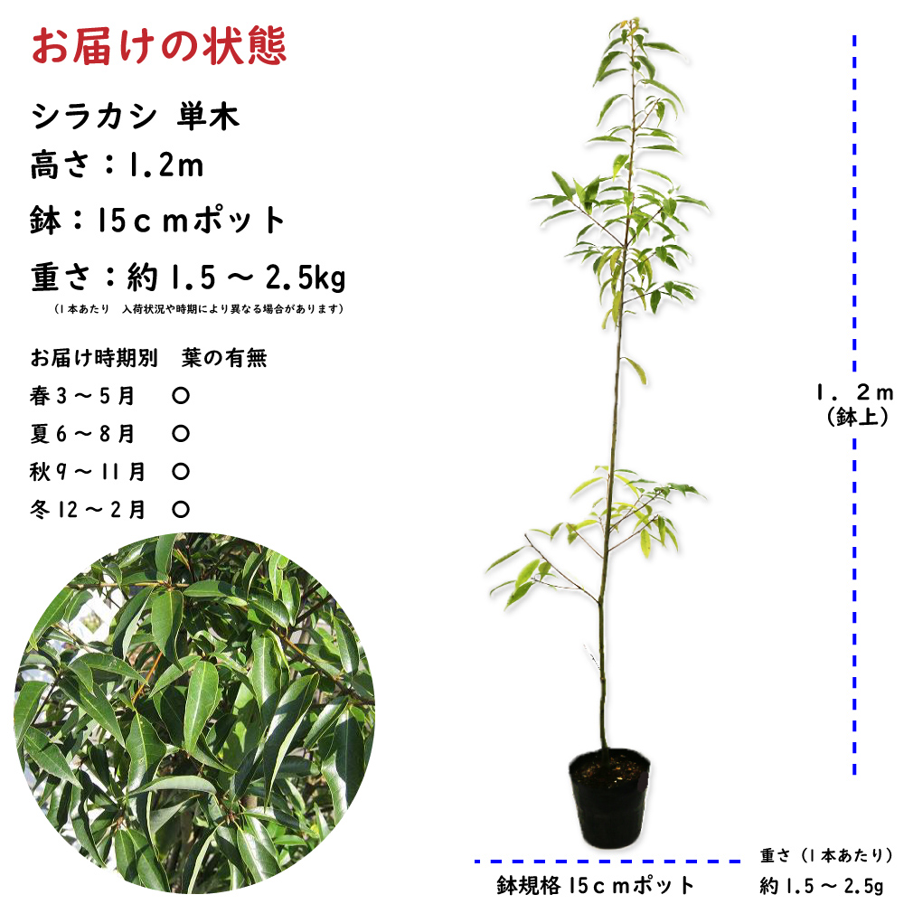 シラカシ 単木 1.2m 15cmポット 10本 苗 : 300612 : トオヤマグリーン