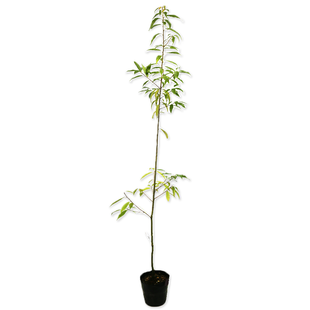 シラカシ 単木 1.2m 15cmポット 10本 苗