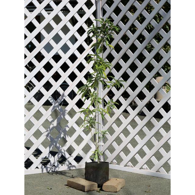 シラカシ 単木 1.2m 露地 2本×2 苗(14300円)