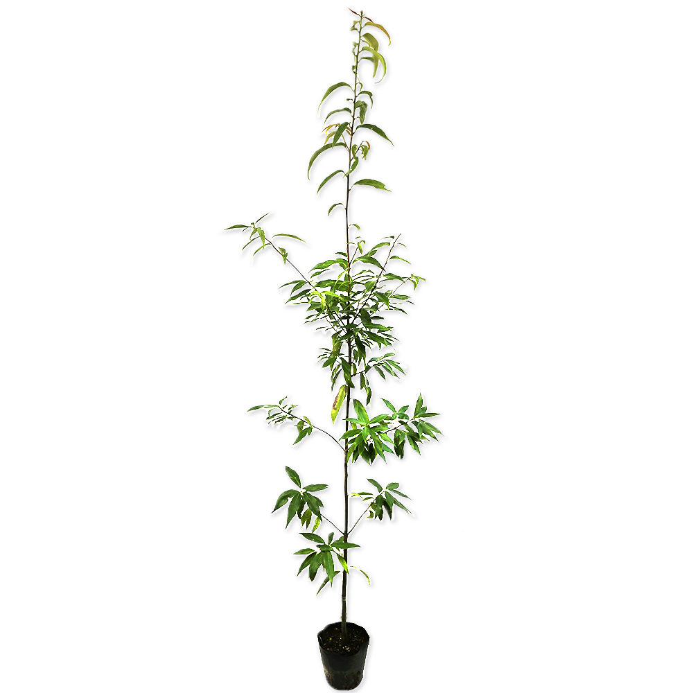 シラカシ 単木 1.5m 15cmポット 10本×2 苗木