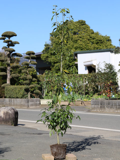 シラカシ 株立ち 2m 露地 苗木