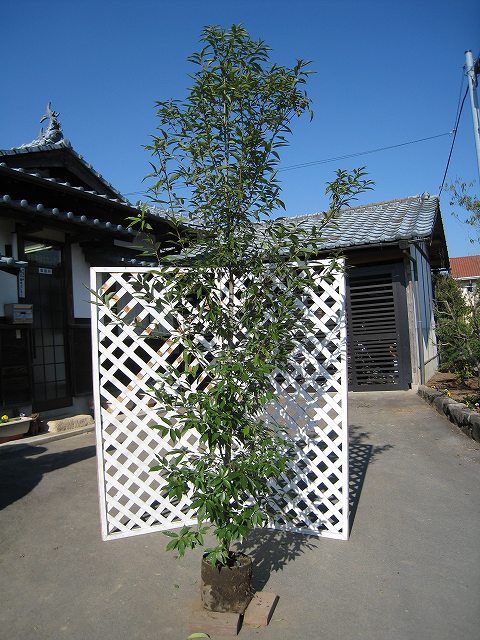 シラカシ 単木 2.5m 露地 苗木