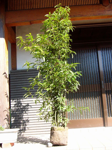 シラカシ 単木 2.3m 露地 苗木