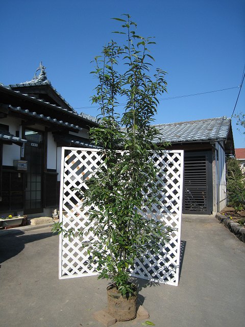 シラカシ 株立ち  露地 苗木