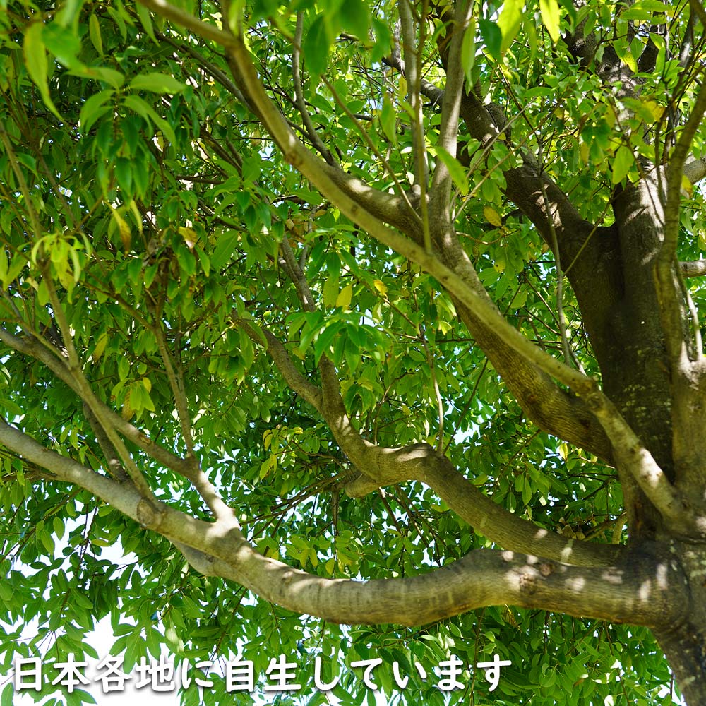 シラカシ 単木 0.3m 10.5cmポット 苗｜green-netbox｜11