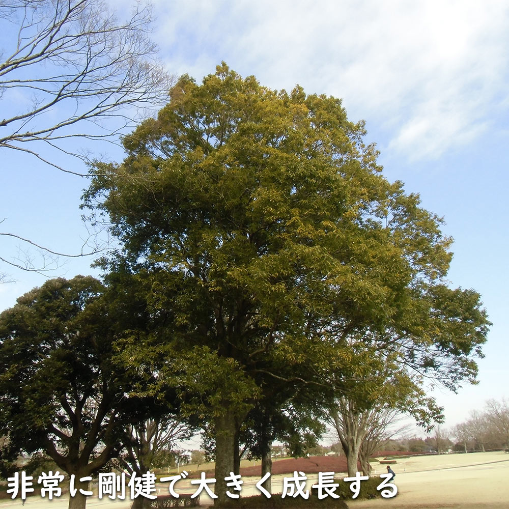 シラカシ 単木 0.3m 10.5cmポット 苗｜green-netbox｜12