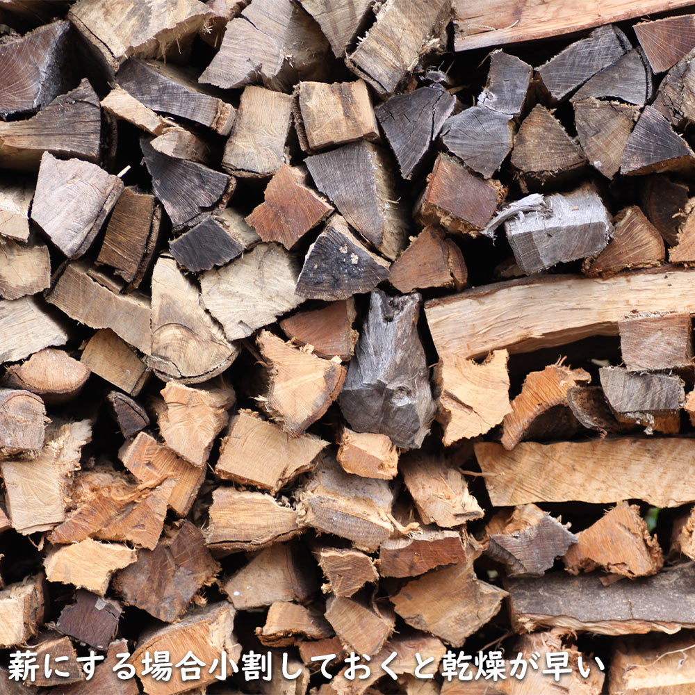 シラカシ 単木 1.7m 露地 2本×2 苗木 花、ガーデニング 苗木、植木 常緑樹 シラカシ 単木 1.7m 露地 2本×2 苗木 花、ガーデニング 苗木、植木 常緑樹