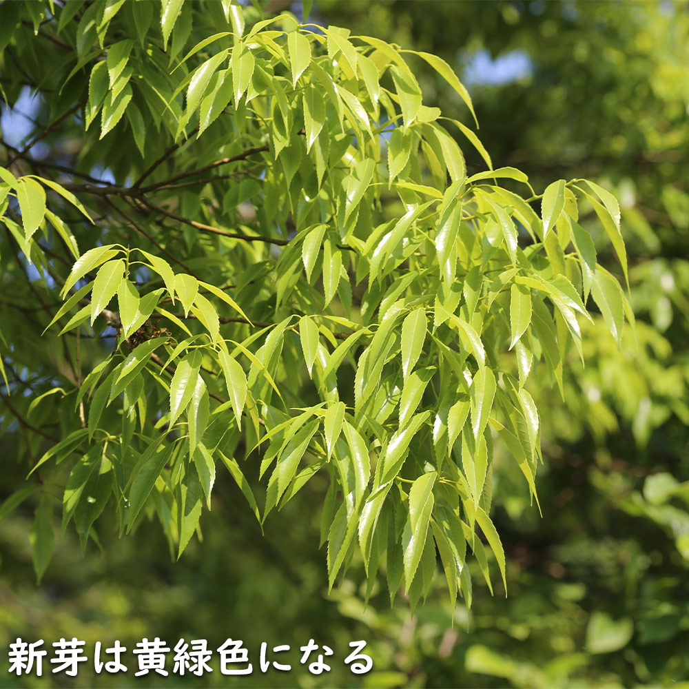 シラカシ 単木 2.3m 露地 苗木 常緑樹 | www.pdmsince1885.com