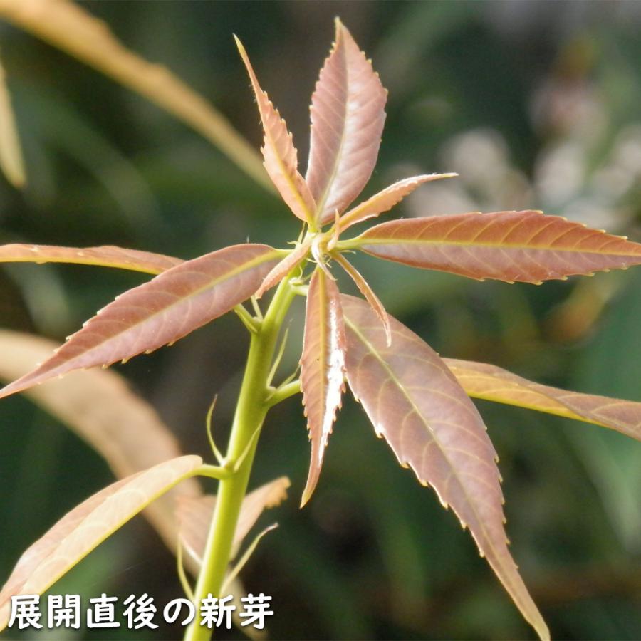 シラカシ 単木 1.7m 露地 2本×2 苗木 花、ガーデニング 苗木、植木 常緑樹 シラカシ 単木 1.7m 露地 2本×2 苗木 花、ガーデニング 苗木、植木 常緑樹