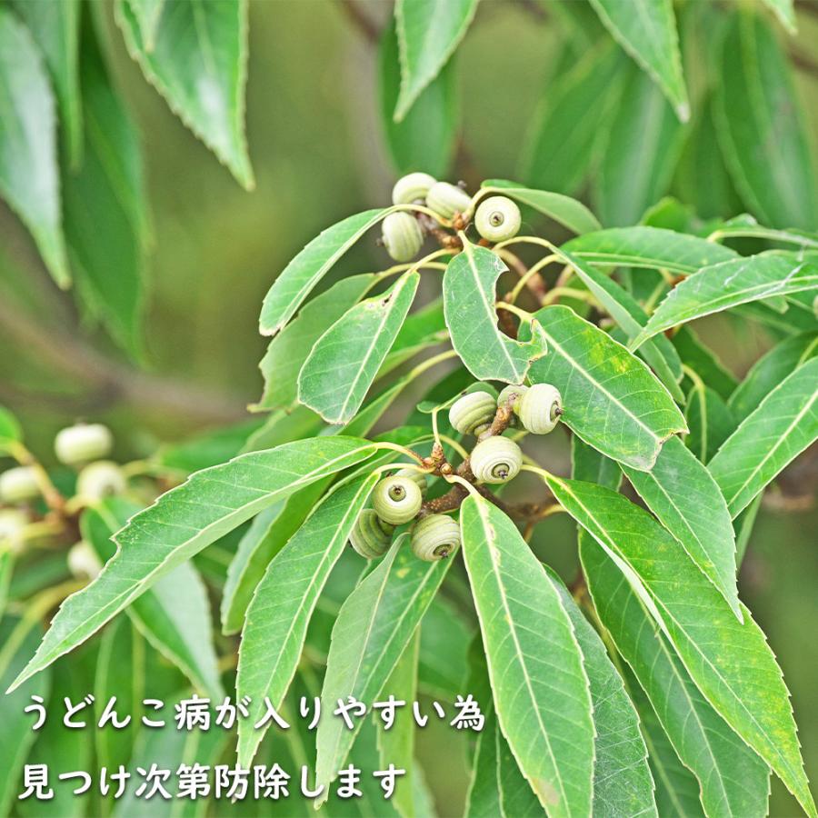 シラカシ 単木 1.7m 露地 2本×2 苗木 花、ガーデニング 苗木、植木 常緑樹 シラカシ 単木 1.7m 露地 2本×2 苗木 花、ガーデニング 苗木、植木 常緑樹