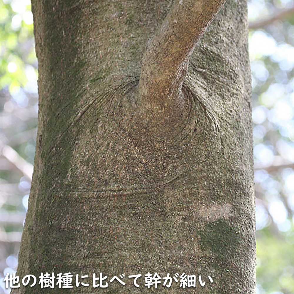 シラカシ 単木 2.3m 露地 苗木 常緑樹 | www.pdmsince1885.com