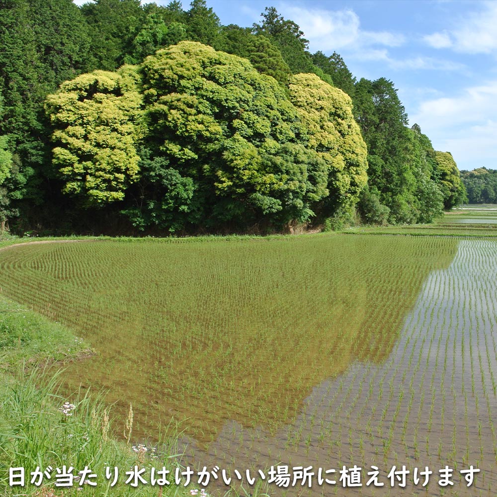 シラカシ 単木 1.7m 露地 2本×2 苗木 花、ガーデニング 苗木、植木 常緑樹 シラカシ 単木 1.7m 露地 2本×2 苗木 花、ガーデニング 苗木、植木 常緑樹