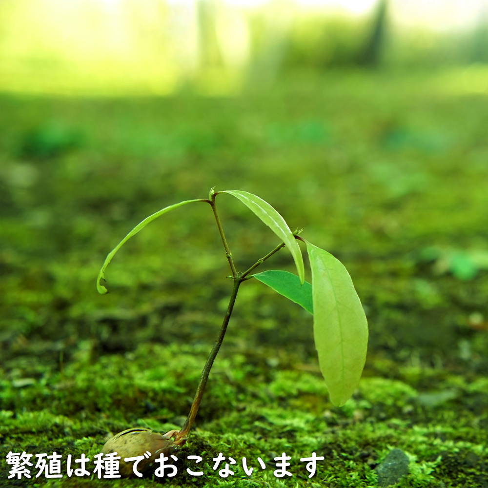シラカシ 単木 0.3m 10.5cmポット 苗｜green-netbox｜19