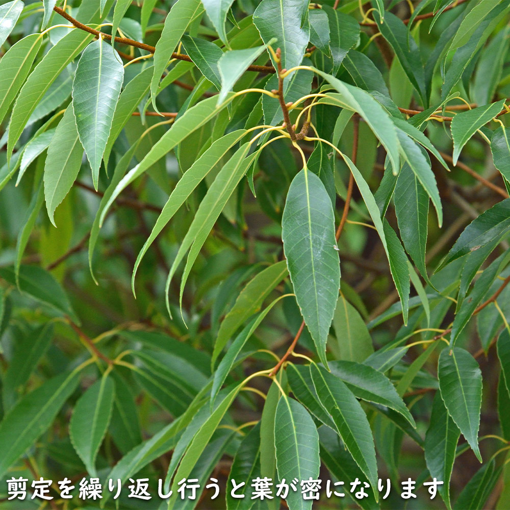 シラカシ 単木 1.7m 露地 2本×2 苗木 花、ガーデニング 苗木、植木 常緑樹 シラカシ 単木 1.7m 露地 2本×2 苗木 花、ガーデニング 苗木、植木 常緑樹