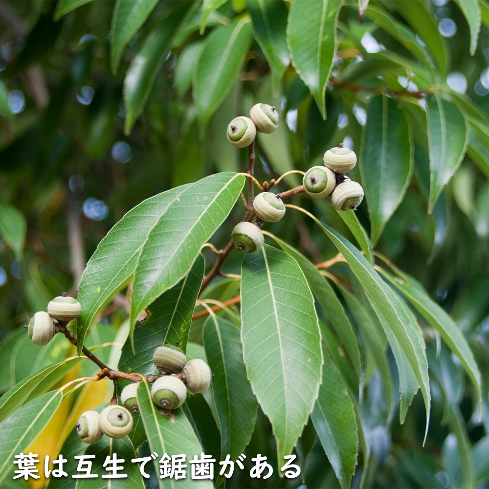 シラカシ 単木 1.7m 露地 2本×2 苗木 花、ガーデニング 苗木、植木 常緑樹 シラカシ 単木 1.7m 露地 2本×2 苗木 花、ガーデニング 苗木、植木 常緑樹