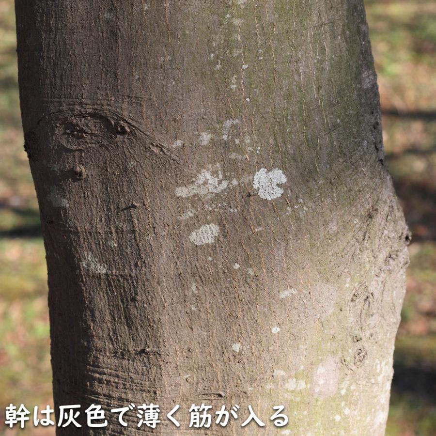 シラカシ 単木 1.7m 露地 2本×2 苗木 花、ガーデニング 苗木、植木 常緑樹 シラカシ 単木 1.7m 露地 2本×2 苗木 花、ガーデニング 苗木、植木 常緑樹