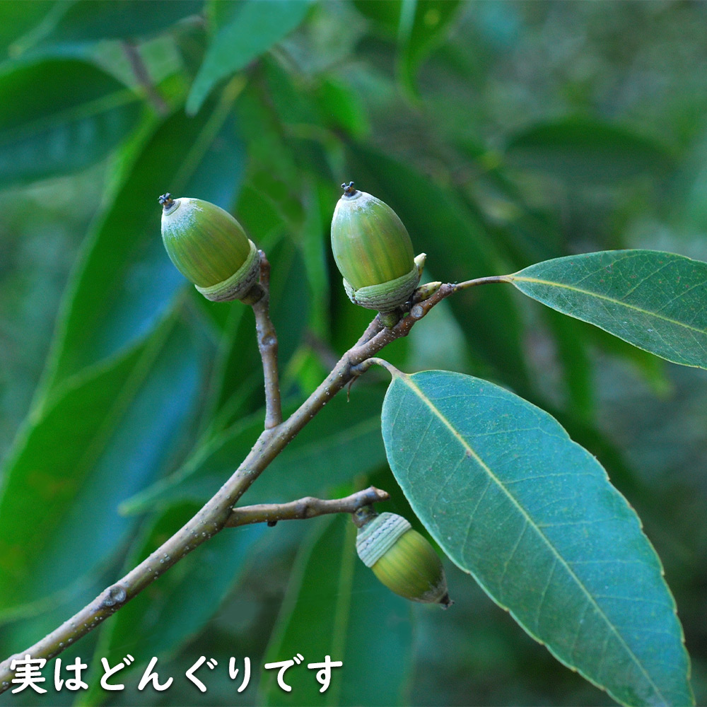 アラカシ 単木 2.3m 露地 苗木