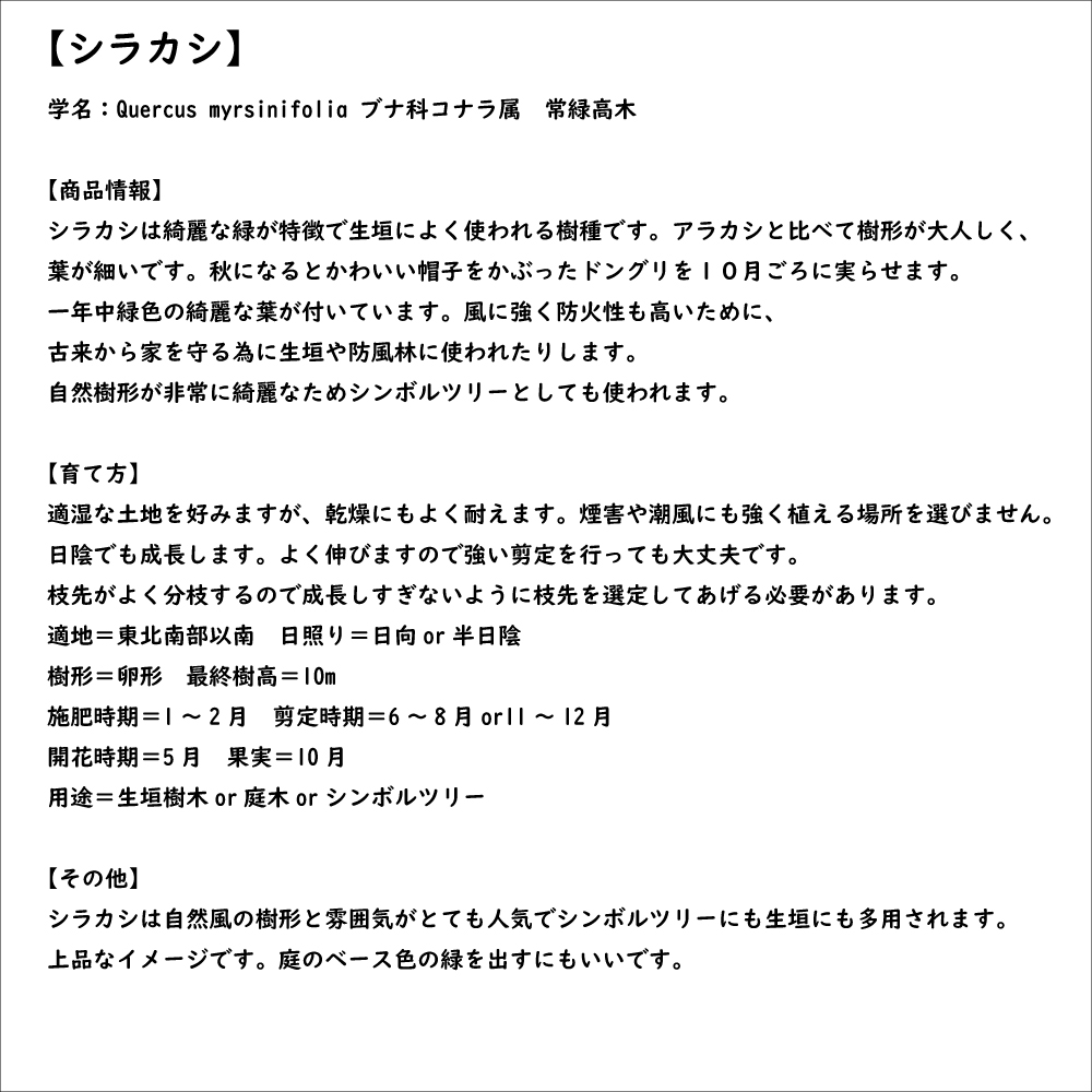 シラカシ 単木 1.7m 露地 2本×2 苗木 花、ガーデニング 苗木、植木 常緑樹 シラカシ 単木 1.7m 露地 2本×2 苗木 花、ガーデニング 苗木、植木 常緑樹