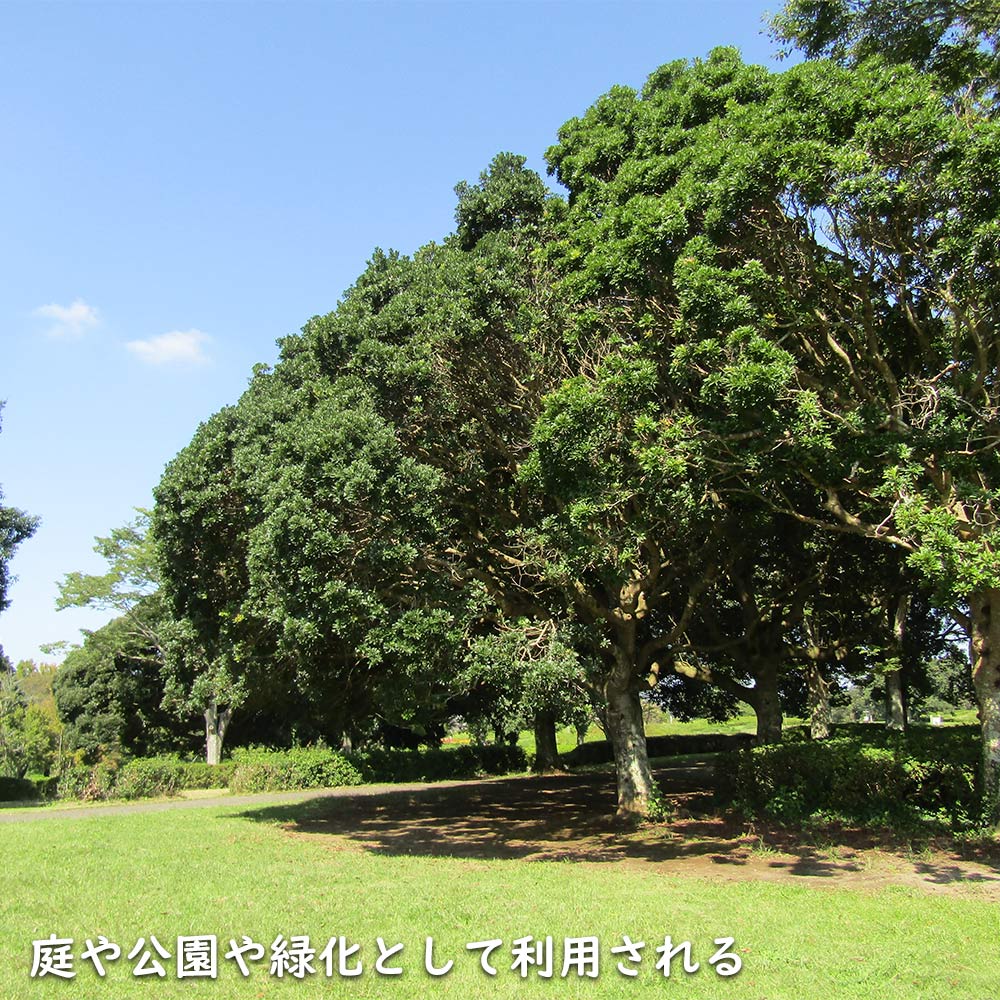 シラカシ 単木 1.7m 露地 2本 苗木 常緑樹 | bengalseeds.com