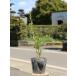 スカイペンシル 0.3m 10.5cmポット 苗 関連画像1