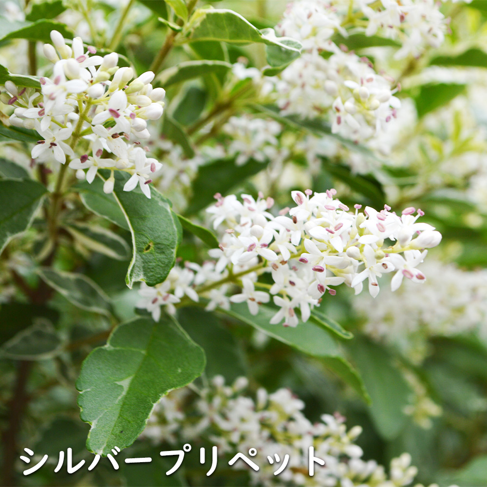 四季咲きモクセイ 0.8m 露地 苗-