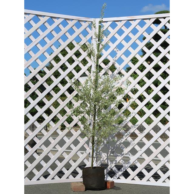 シルバープリペット 1.5m 露地 2本 苗木(9295円)