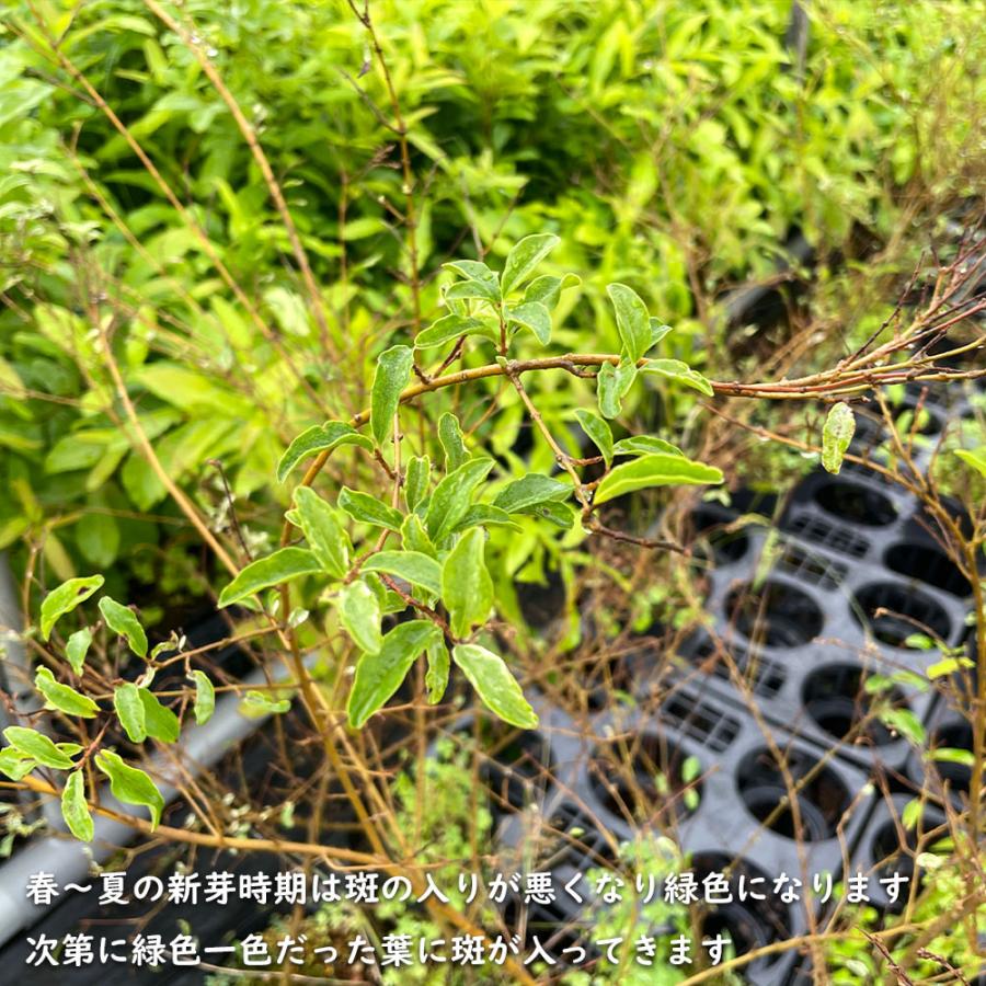 USED シルバープリペット 1.5m 露地 2本 苗木 【Y1420463587】 (9295円)