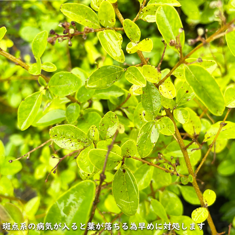 USED シルバープリペット 1.5m 露地 2本 苗木 【Y1420463587】 (9295円)