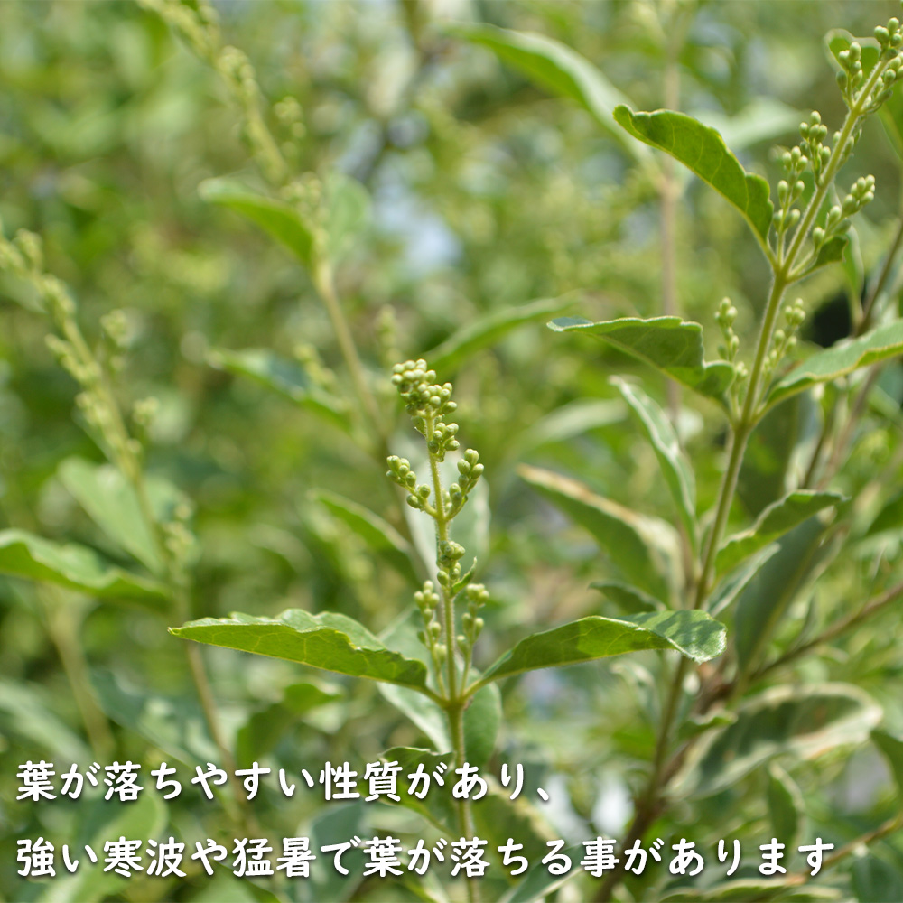 USED シルバープリペット 1.5m 露地 2本 苗木 【Y1420463587】 (9295円)