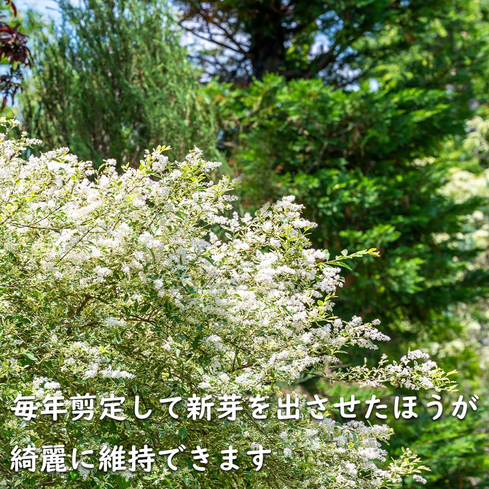 セイヨウイボタ（苗木、植木）の商品一覧 | 花、ガーデニング 通販