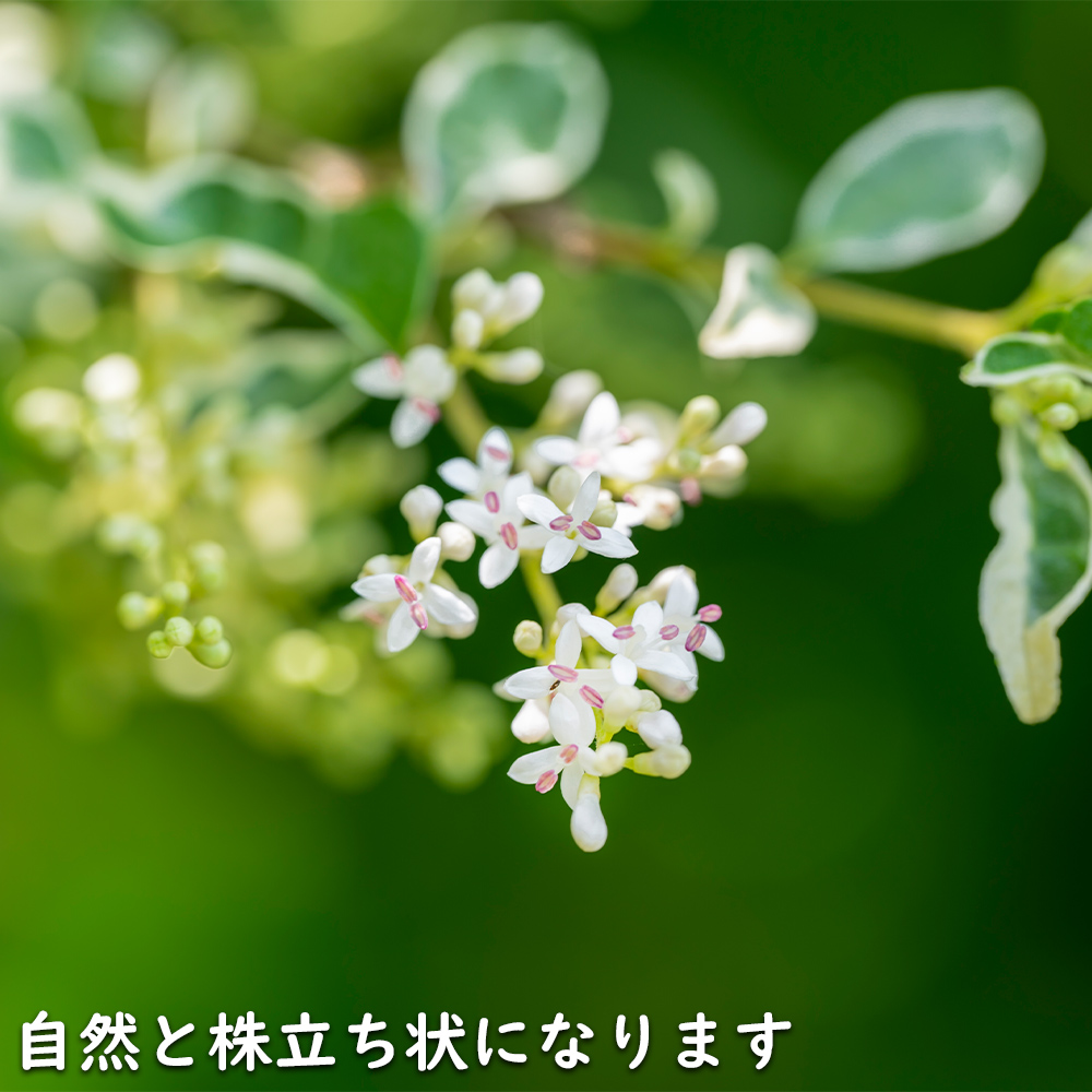 USED シルバープリペット 1.5m 露地 2本 苗木 【Y1420463587】 (9295円)