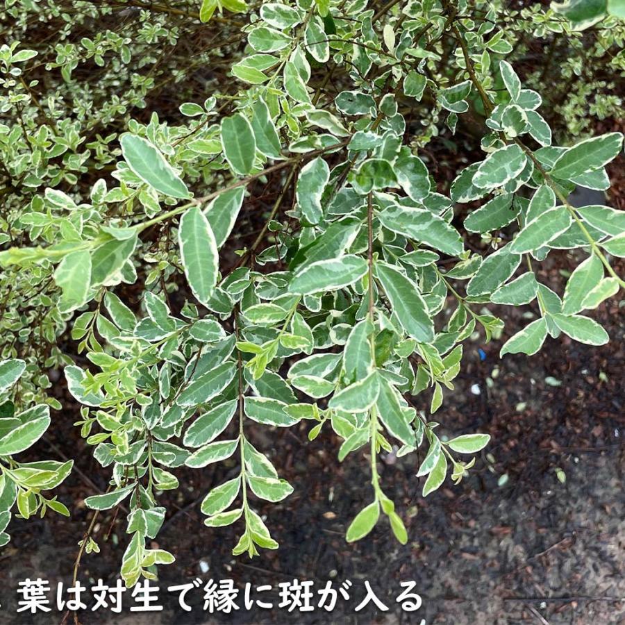 USED シルバープリペット 1.5m 露地 2本 苗木 【Y1420463587】 (9295円)