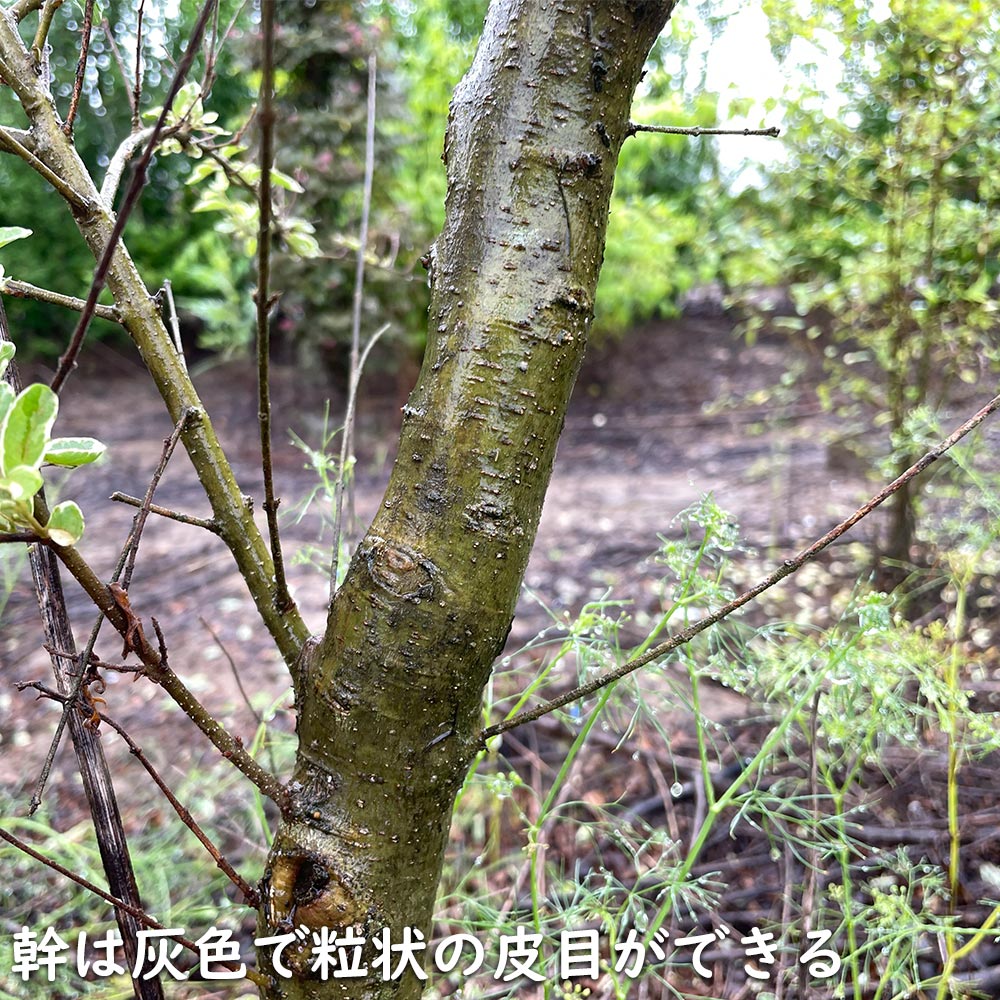 USED シルバープリペット 1.5m 露地 2本 苗木 【Y1420463587】 (9295円)