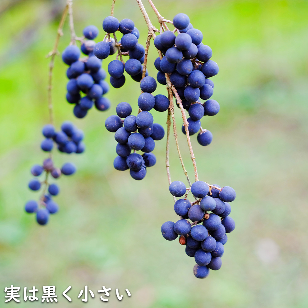 USED シルバープリペット 1.5m 露地 2本 苗木 【Y1420463587】 (9295円)