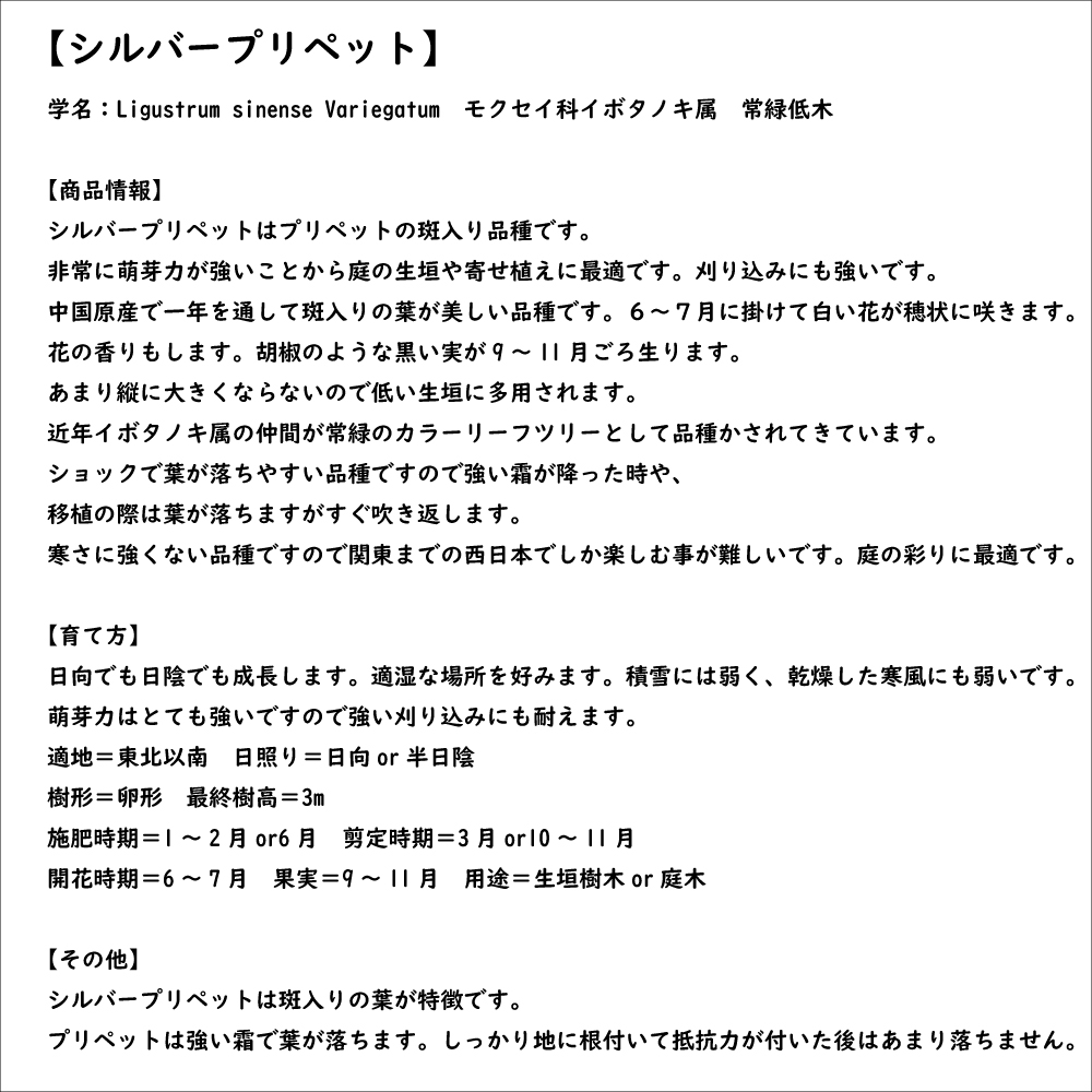 シルバープリペット 1.2m 露地 3本 苗 : 300912 : トオヤマグリーン