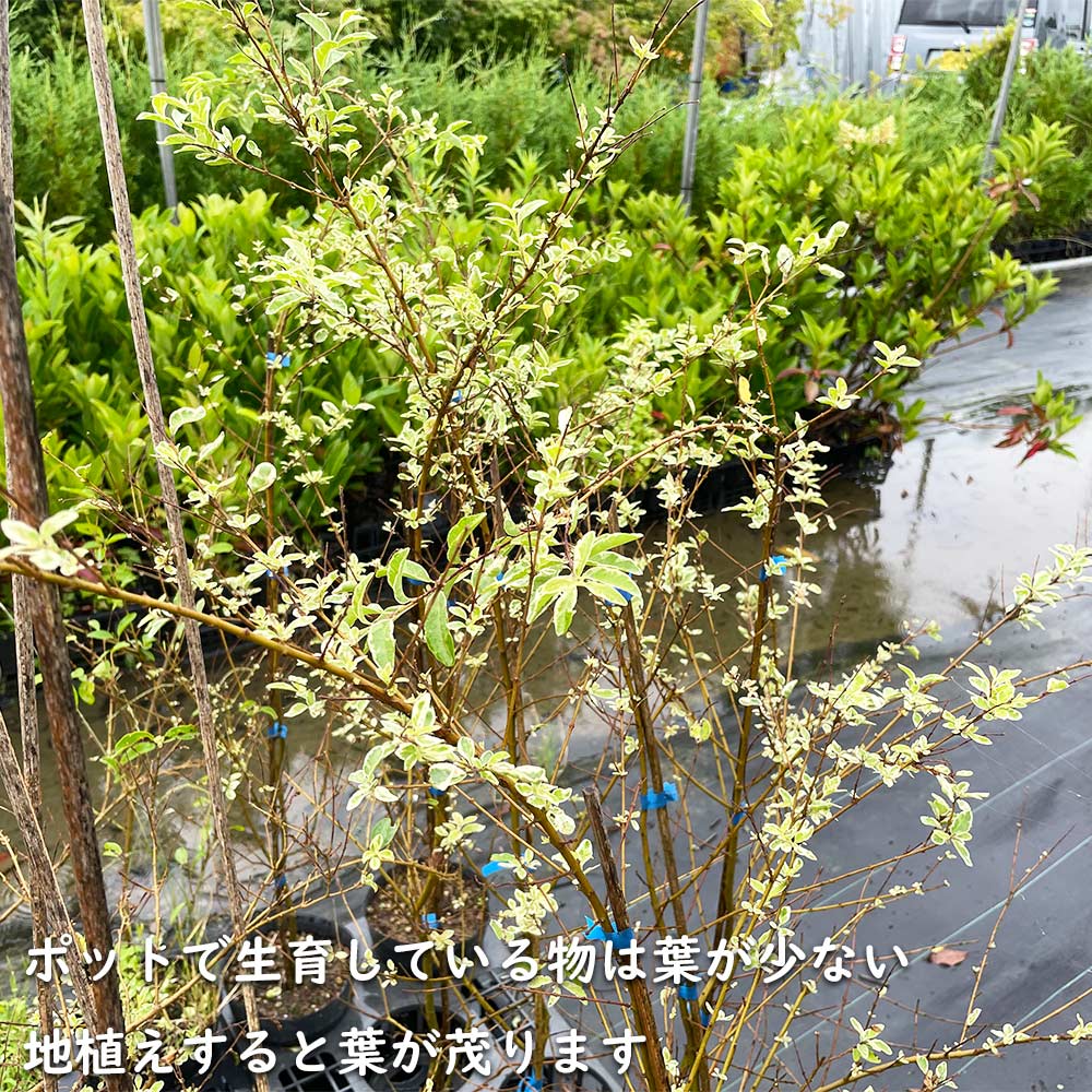 セイヨウイボタ（苗木、植木）の商品一覧 | 花、ガーデニング 通販