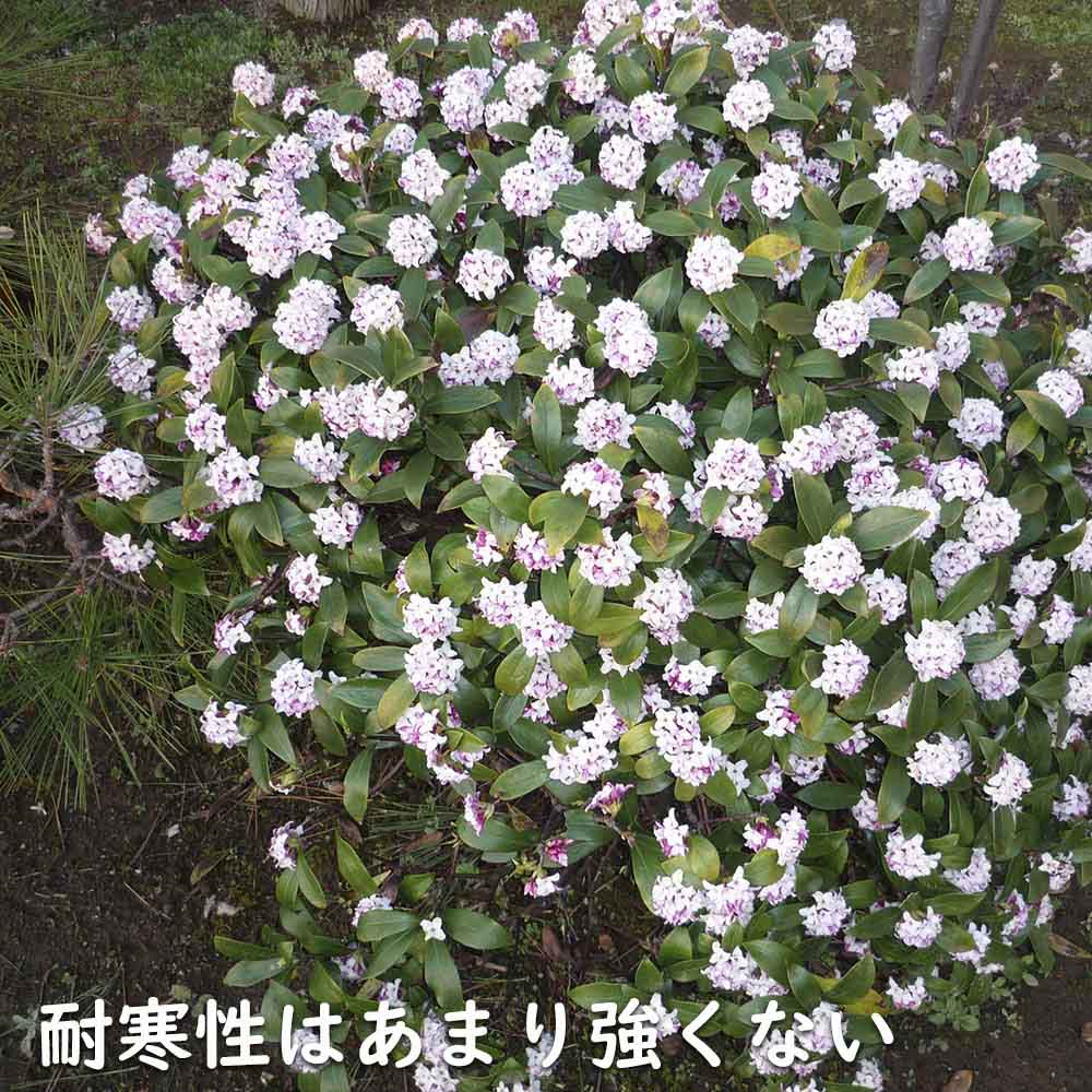 ジンチョウゲ 10.5cmポット 苗｜green-netbox｜12
