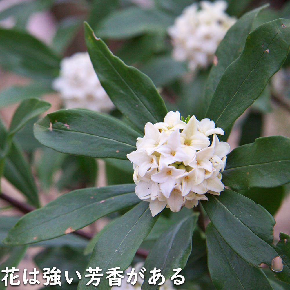 ジンチョウゲ白花 0.5m 露地 4本 苗 : トオヤマグリーン - 通販