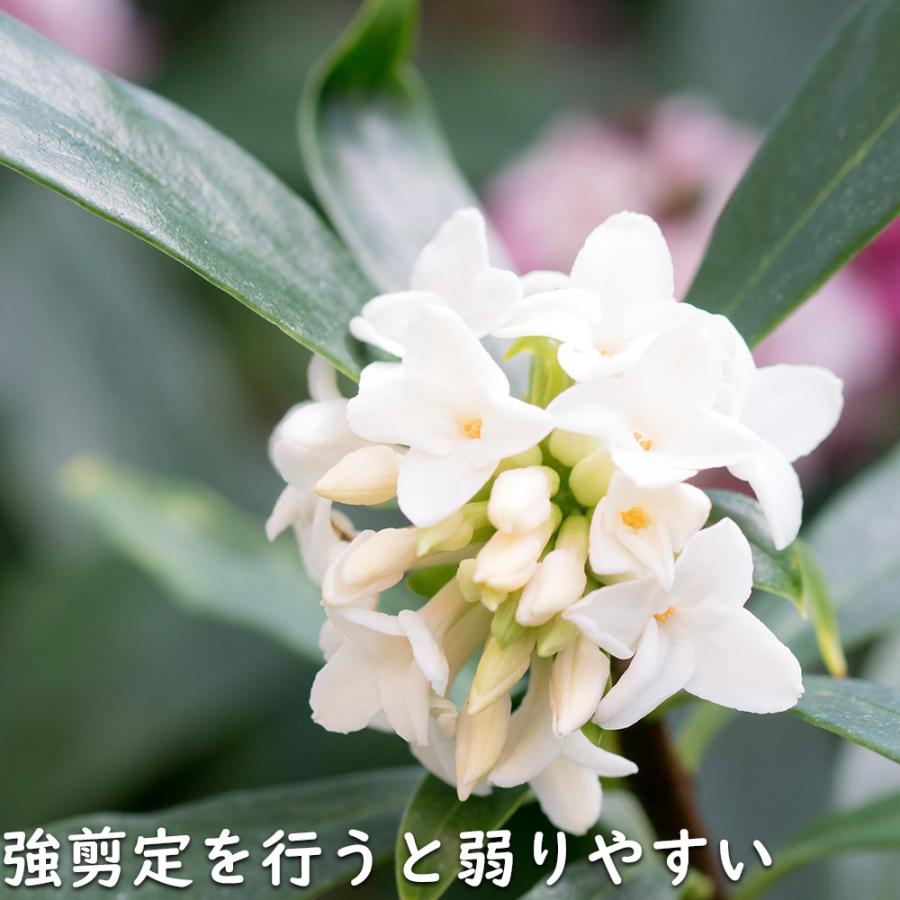 ジンチョウゲ白花 0.3m 露地 苗｜green-netbox｜18