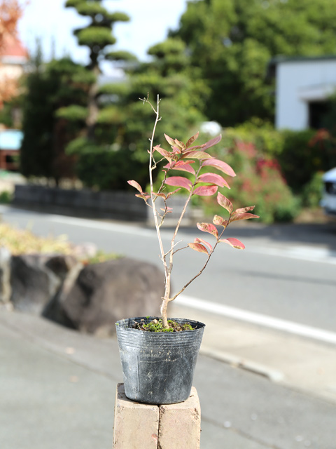 サルスベリ (花色指定不可) 0.2m 10.5cmポット 苗 : 301203 : トオヤマグリーン - 通販 - Yahoo!ショッピング