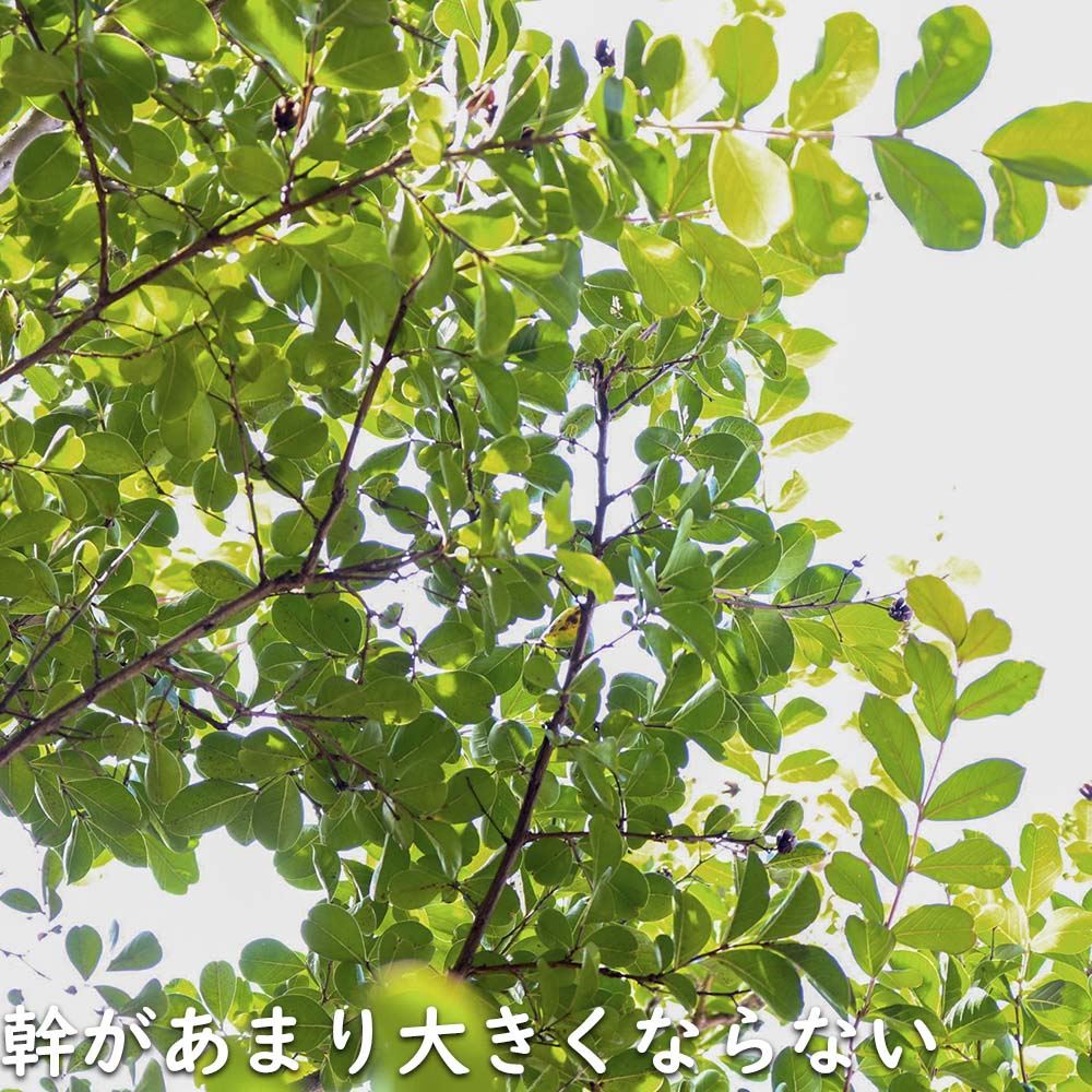 サルスベリ (花色指定不可) 0.5m 10.5cmポット 苗｜green-netbox｜12