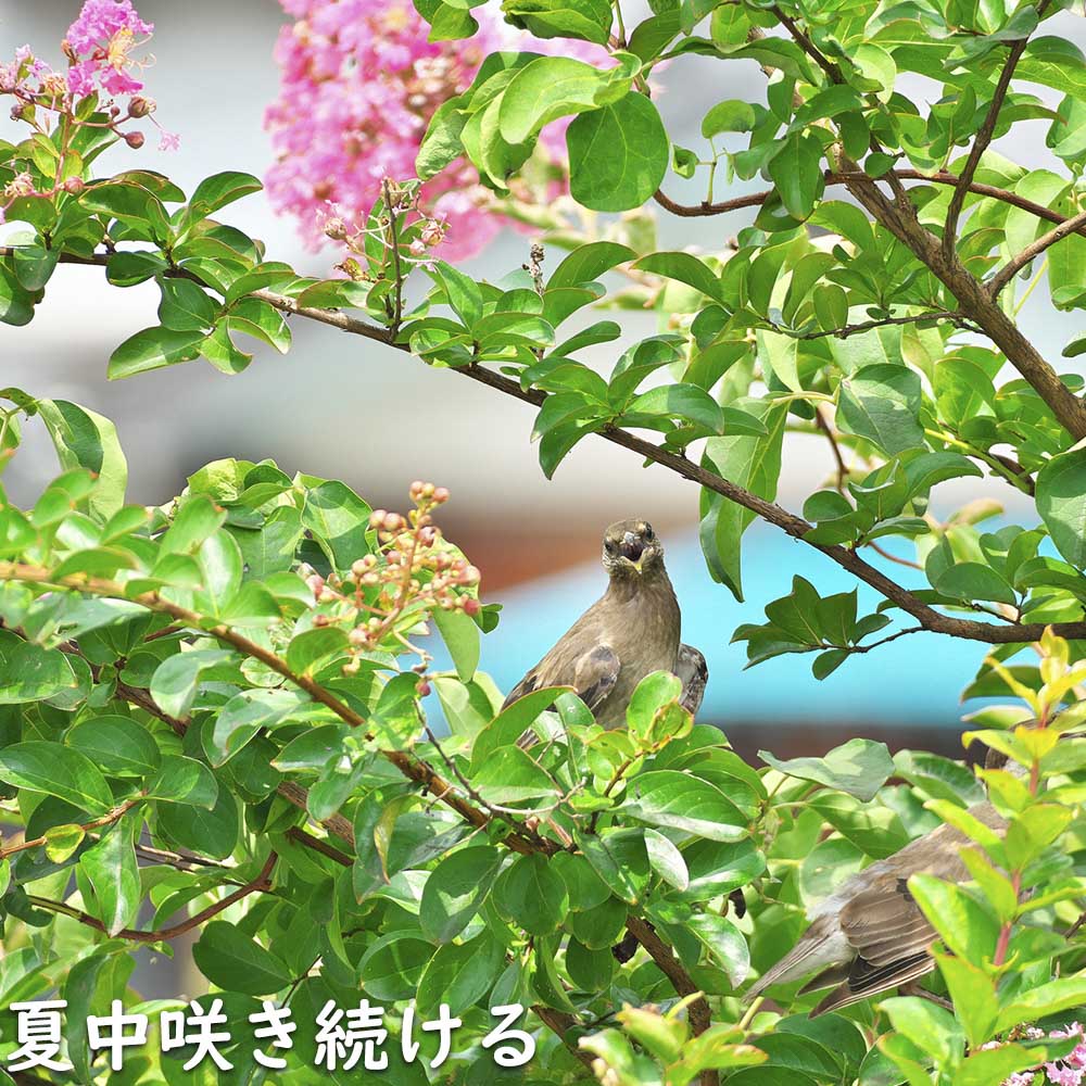 堅実な究極の サルスベリ (花色指定不可) 0.5m 10.5cmポット 苗 落葉樹