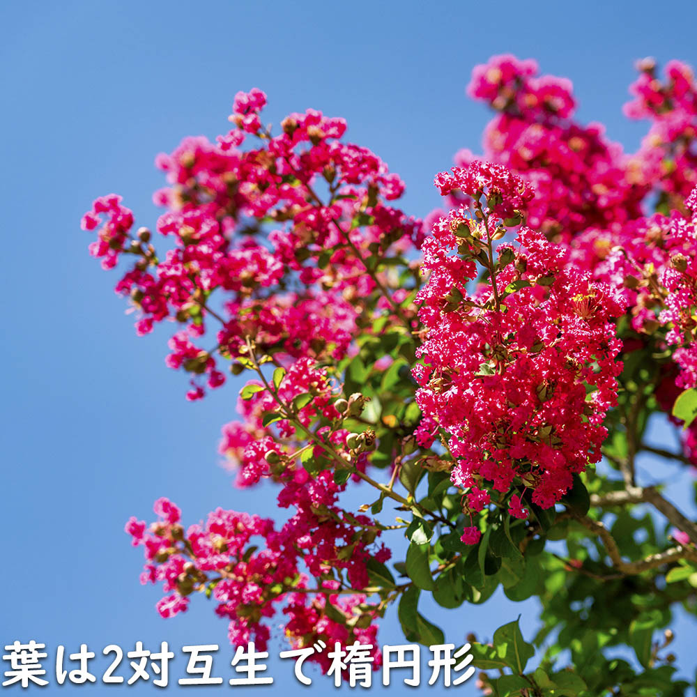 サルスベリ (花色指定不可) 1m 15cmポット 苗 関連画像3